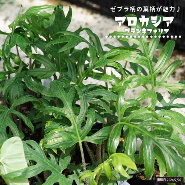 hanahirobaonline_niwa-