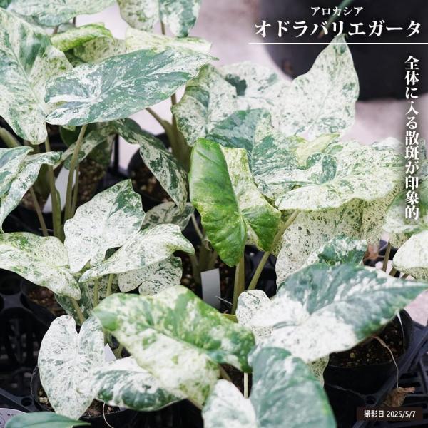 hanahirobaonline_niwa-