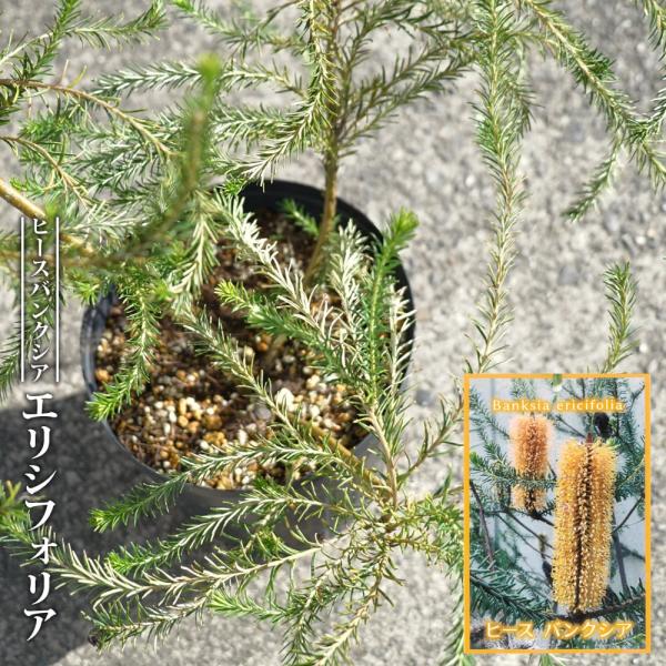 hanahirobaonline_niwa-banksia-
