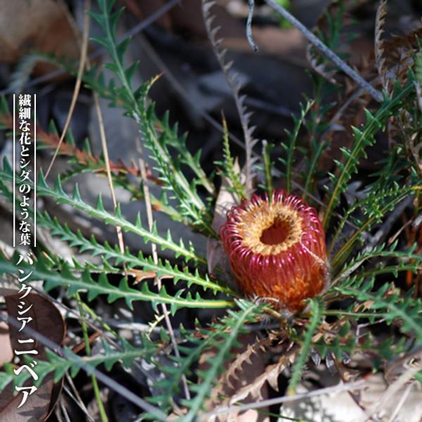 hanahirobaonline_niwa-banksia- hanahirobaonline_niwa-banksia-