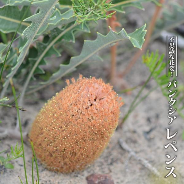 hanahirobaonline_niwa-banksia-