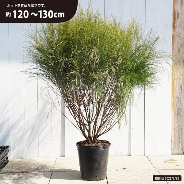 ●品種の特徴「タマモクマオウ」はモクマオウの矮性品です。単にモクマオウと呼ばれることもあるようです。高木となるモクオアウの中でも比較的コンパクトに収まる矮性種です。こんもりと茂る葉姿が可愛らしい品種です。「カスアリナ」は学名で、「タマモクマ...