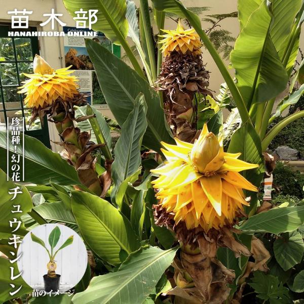 hanahirobaonline_niwa-chuukinnren