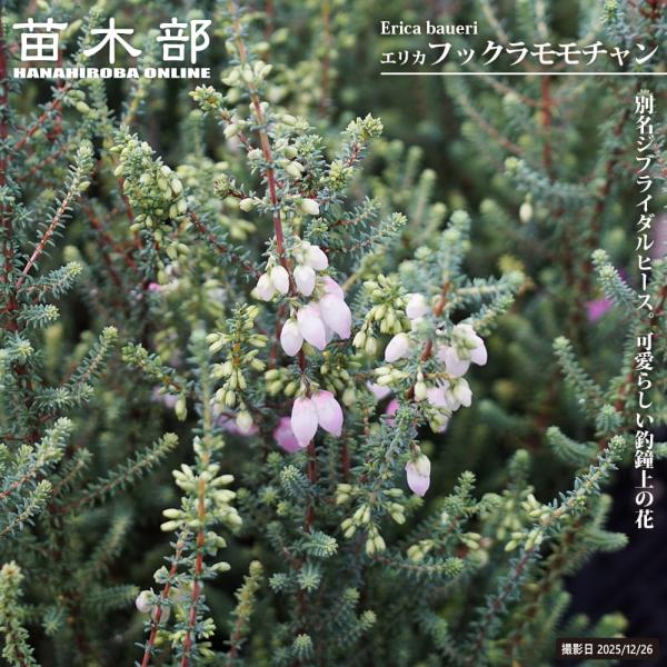 エリカ フックラモモチャン 3.5号ポット苗 : 苗木部 花ひろば