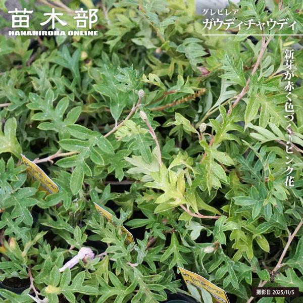 ●品種の特徴「ガウディチャウディ」は這性でグランドカバーにも向く品種です。柏にも似た深い切れ込みが入り、深い緑の葉に赤みを帯びた新芽が美しいです。春先には赤い新芽の先にピンク系の美しい花を咲かせ、より一層華やか。株が年数を経ってくると春と秋...