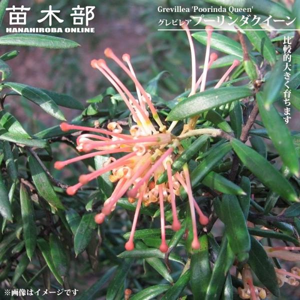 グレビレア プーリンダクイーン 4.5号ポット苗 爆買いweek : 苗木部 花