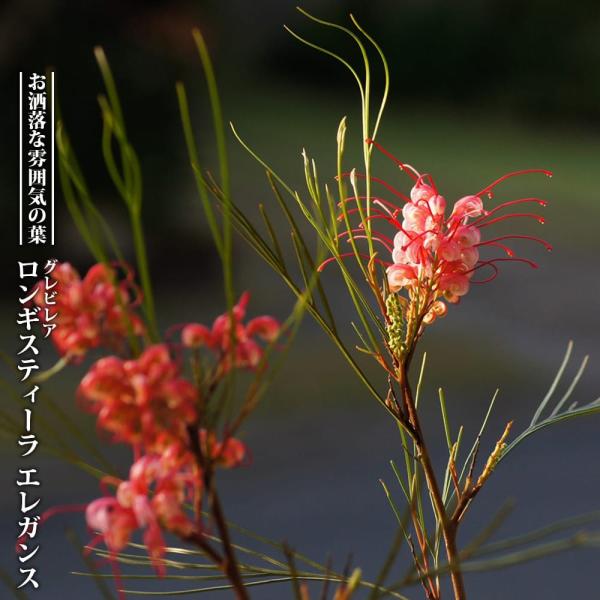 hanahirobaonline_niwa-