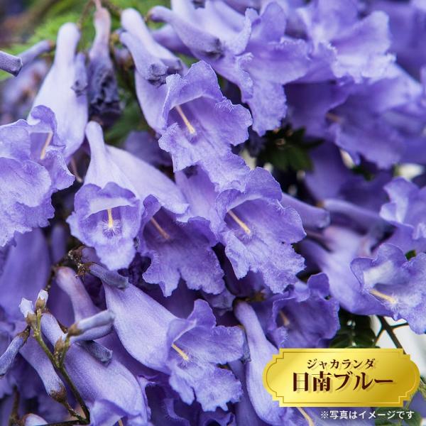 hanahirobaonline_niwa-