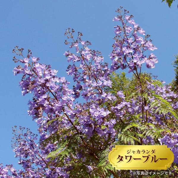 ジャカランダ　花付き　矮性 矮性ジャカランダ入荷しました‼️】 ※価格や在庫に関してのお