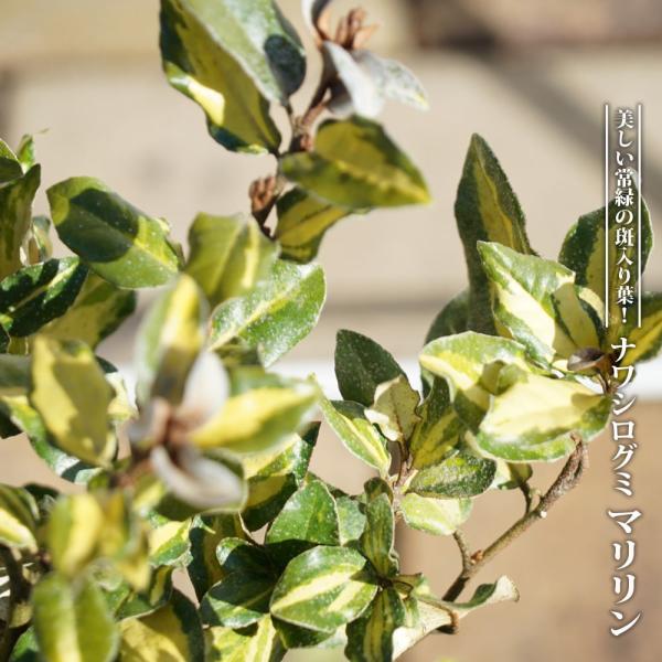 ●品種の特徴「マリリン」は、基本的に食用には向かない常緑のグミで主に樹形を楽しむ庭木です。明るい黄緑色と濃い緑の対比が美しい斑入り葉を持ち、観賞価値が高い品種。食用には向きませんが、赤い実はかわいらしくお庭を演出してくれます。鳥も大好きな実...