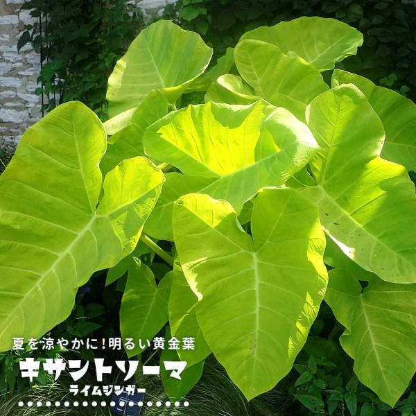 hanahirobaonline_niwa-kisanso-