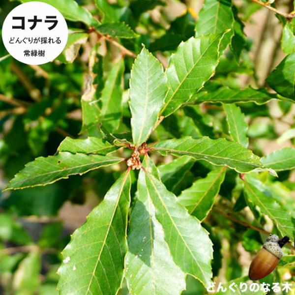 コナラ　どんぐりの木　雑木　庭　里山　　 コナラ どんぐりの木 雑木 庭 里山