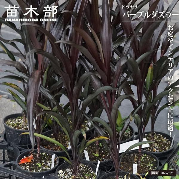 ●品種の特徴「パープルダズラー」は鮮やかな黒葉が印象的なドラセナです。管理が簡単で、暖地では花壇や寄せ植えのワンポイントとして楽しめます。根元からたくさん葉が出るので密度の高い株となります。「ドラセナ」とコルジリネは混同されがちですが、ドラ...