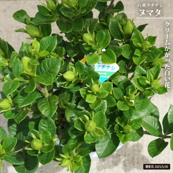 クチナシ 八重クチナシ ヌマタ 4.5号鉢植え : 苗木部 花ひろば