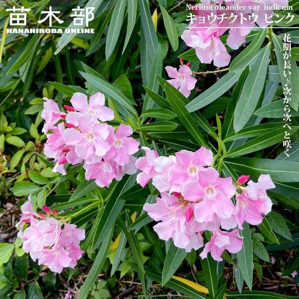 hanahirobaonline_niwa-kyouchiku003