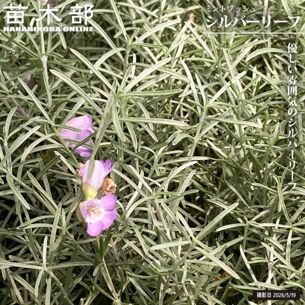 プロスタンテラ ミントブッシュ シルバーリーフ 3.5号ポット苗
