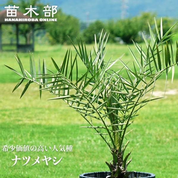 hanahirobaonline_niwa-