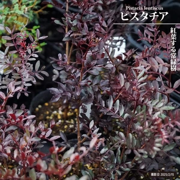 hanahirobaonline_niwa-pistacia001