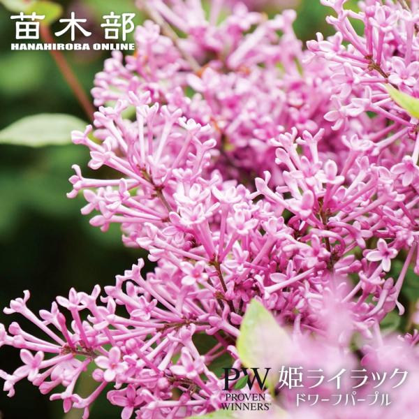 hanahirobaonline_niwa-rairakku018