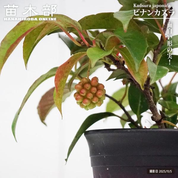 美男カズラ　ビナンカズラ　珊瑚礁 hanahirobaonline_niwa-rcl001-02