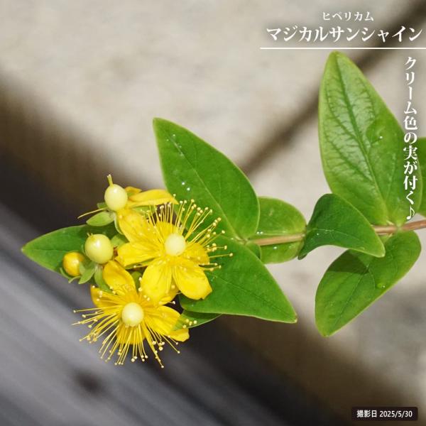 キンシバイ ヒペリカム マジカルサンシャイン 3号ポット苗 爆買いweek