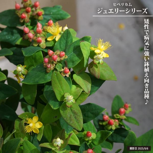 キンシバイ ヒペリカム ジュエリー ピンク実 5号ポット苗 : 苗木部 花