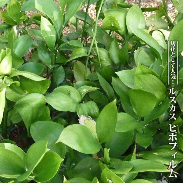 ●品種の特徴「ルスカス・ヒポフィルム」の葉のように見える部分は実は枝に該当します。葉（枝）の中心に花（のようなもの）がつく独特の姿が切花として人気があるようです。雌雄同株で雄花も雌花もありますが実はあまりつきません。たまに上面だけではなく下...