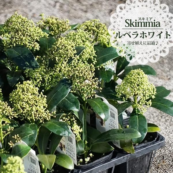 hanahirobaonline_niwa-sukimia002