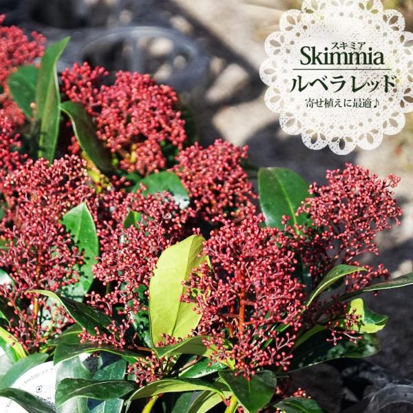 ●品種の特徴初入荷時に園芸好きのスタッフが「あースキミアだ！」と思わず声を上げて即買いしました。ルベラレッド（Rubella Red）はスキミアの代表的な品種です。花が咲く雄株です。鮮やかな赤いつぼみが美しく最も人気がある品種です。雄株は鮮...