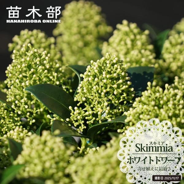 ●品種の特徴「ホワイトドワーフ（Red Dwarf）」は花が咲く雄株です。蕾の房が大きく、粒つぶした白〜淡いグリーンの蕾が散状になります。雄株は鮮やかな蕾が秋について冬を彩り、春に白やピンクの花を咲かせます。冬の花芽と照葉が美しく、寄せ植え...