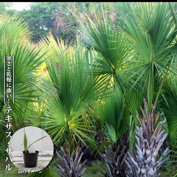 テキサス サバルヤシ 実生 ポット苗 : 苗木部 花ひろばオンライン 