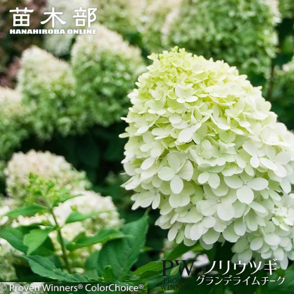 ノリウツギ グランデライムチーク（旧リトルライム） PVP 3.5号ポット