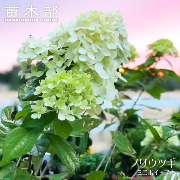 ノリウツギ ミニホイップ（旧リトルホイップ） PVP 3.5号ポット苗（PW