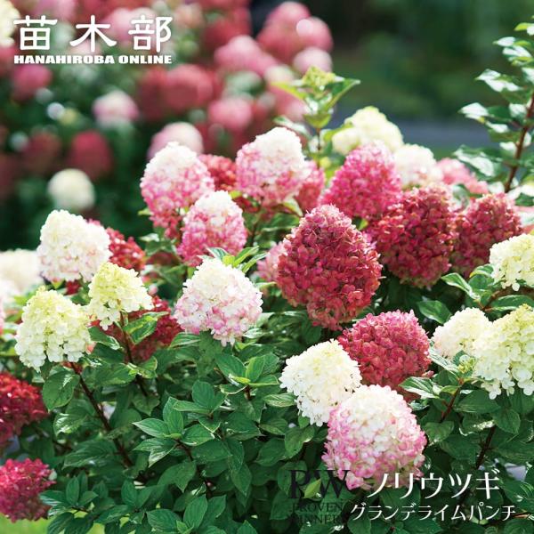 ●品種の特徴「グランデ ライムパンチ」は淡いライムグリーンの花房が美しいノリウツギです。夜温が15℃程度に下がってくにつれ、下から上に向かって白から淡いピンク、濃いレッドに豪華な花色に変化していきます。1つの花房がグラデーションのように色づ...