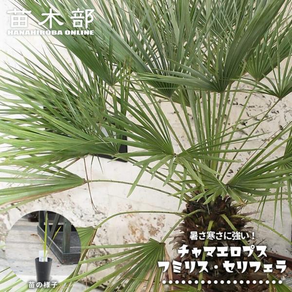 ヤシの木 チャメロプス フミリス セリフェラ 3号ポット苗 爆買いweek