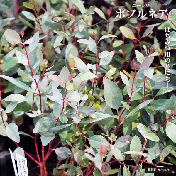 ●品種の特徴「ユーカリ・ポプルネア」はポプラの葉に似た、丸みのある葉を持つユーカリです。ハチミツ用の花として用いられるほか、コアラが食べるユーカリの一種類としても知られています。ユーカリ・ポポラスと呼ばれることもありますが、ポポラスはユーカ...