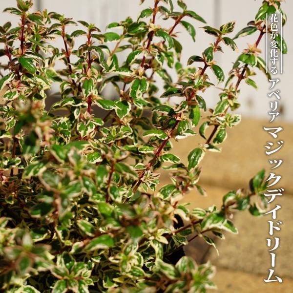 ●品種の特徴極めて強健な花木で、放任でもコンパクトに育つ改良品種です。従来種よりも花が大きめで花期も長く、白花は咲き進むとピンクに変わります。葉はピンクの斑入りで、冬などは特に鮮やかに発色する 一年中美しく、手間も掛からない優良種です。アベ...