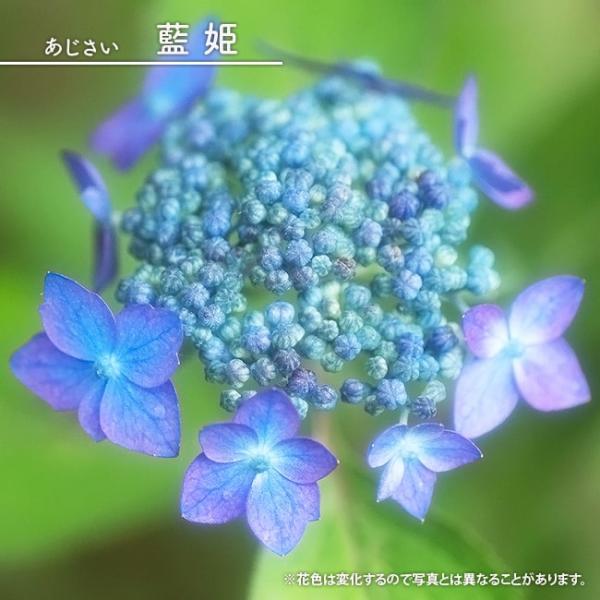 紫陽花 ヤマアジサイ 藍姫 3号ポット苗 : 苗木部 花ひろばオンライン