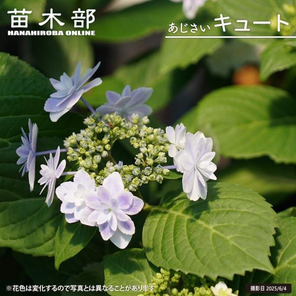 hanahirobaonline_niwaki-ajisai