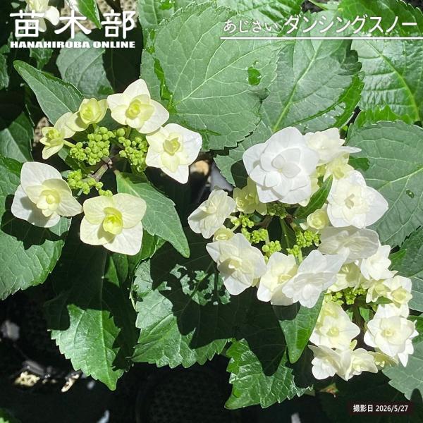 hanahirobaonline_niwaki-ajisai