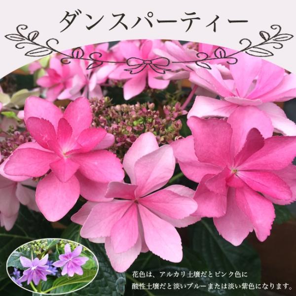 アジサイ ダンスパーティー みんな探してる人気モノ アジサイ ダンスパーティー