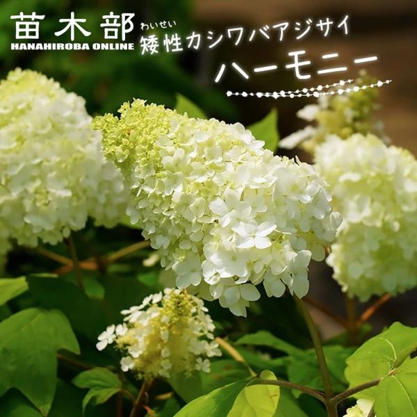 苗 カシワバアジサイの人気商品 通販 価格比較 価格 Com