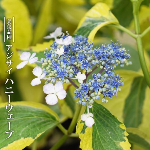 hanahirobaonline_niwaki-ajisai