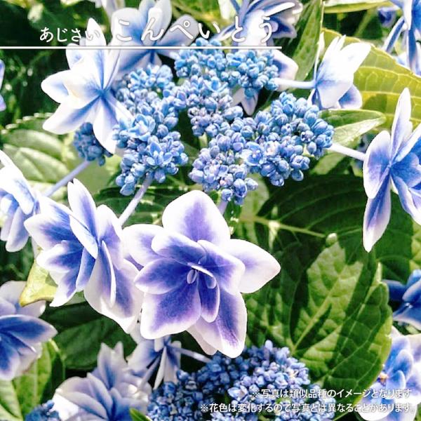 紫陽花 アジサイ 苗 サンスベリア hanahirobaonline_niwaki-ajisai