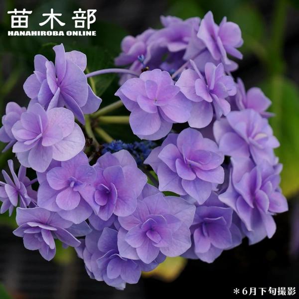 hanahirobaonline_niwaki-ajisai
