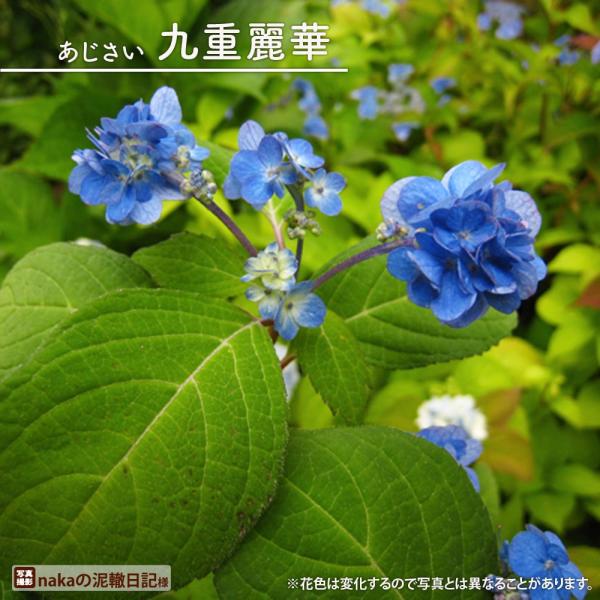 紫陽花 ヤマアジサイ 九重麗華 （くじゅうれいか） ポット苗 爆買い
