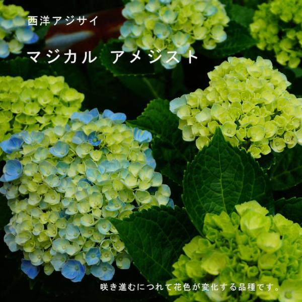 あじさい 苗 マジカル アメジスト アジサイ 5号ポット苗 紫陽花 Niwaki Ajisai Mafical Amethyst 2 苗木部 花ひろばオンライン 通販 Yahoo ショッピング