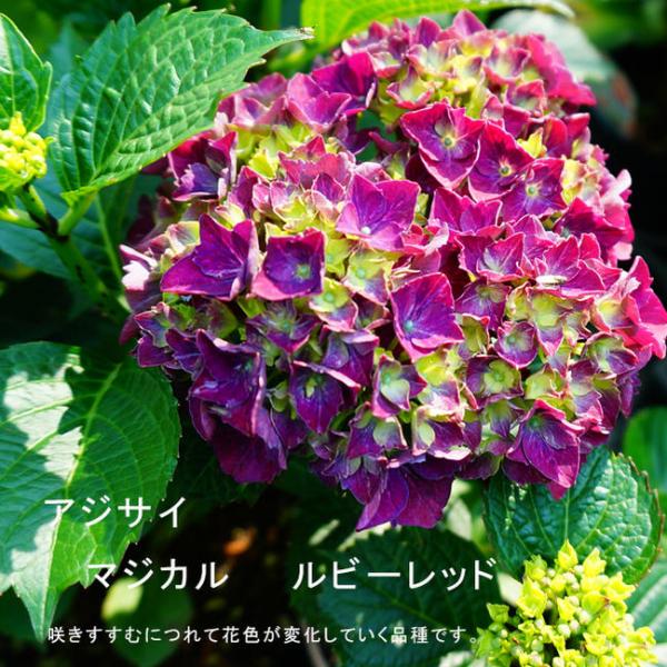 は 希少 輸入紫陽花 ルビークラシックレッド は 希少 輸入紫陽花 ルビークラシックレッド - メルカリ