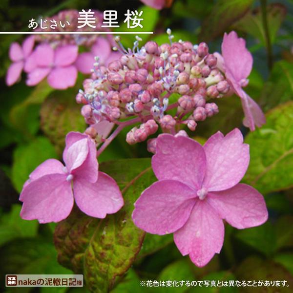 紫陽花 ヤマアジサイ 美里桜 （みさとざくら） ポット苗 : 苗木部 花