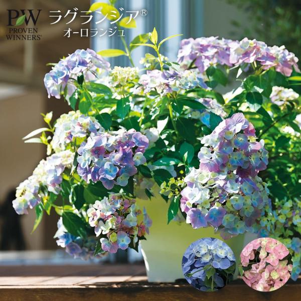 【花苗】PW正規品 ラグランジア オーロランジュ ②❤︎お花あり　新品種 楽天市場】□アジサイ□ ラグランジア オーロランジュ 国際